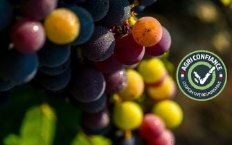 raisins Vignerons de Buzet certifiés Agriconfiance