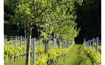 vignoble en agro-foresterie
