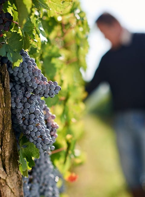 raisins cultivés agriculture raisonnée vignoble Les Vigerons de Buzet