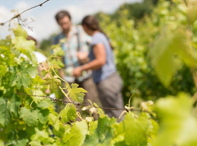 culture raisonnée de la vigne vignoble de Gueyze Les Vignerons de Buzet