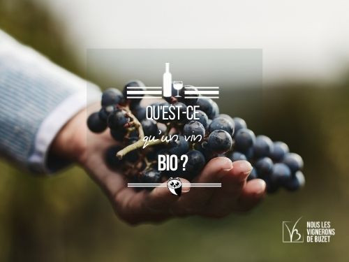 raisins-vignoble-bio-vignerons-buzet
