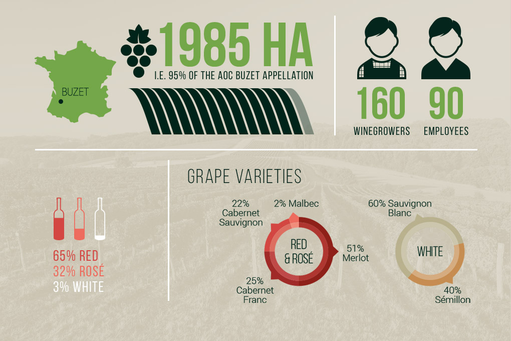 Les Vignerons de Buzet 1935 hectares de vigne 184 viticulteurs  20 domaines et châteaux vins rouges vins rosés vins blancs